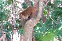 Tulum Guided Tour and Cenote Swim from Playa del Carmen