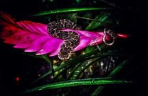 Tour Guidos en Bosque Lluvioso del Ecocentro Danaus