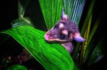 La Fortuna Night Walk Tour