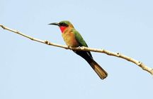 Birdwatching tours