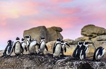Cape Town Private Group Tour to Cape of Good Hope and Boulders Penguins Colony