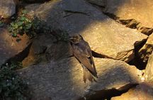 Private Old City Birdwatching