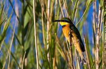  Pilanesberg National Park Full Day Guided Tour( Safari Experience) 