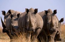  Pilanesberg National Park Full Day Guided Tour( Safari Experience) 