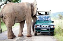  Pilanesberg National Park Full Day Guided Tour( Safari Experience) 