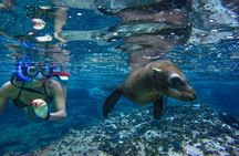 Boat Tour and Snorkel at Pelican Rock