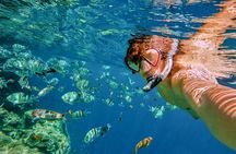 Boat Tour and Snorkel at Pelican Rock