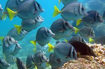 Boat Tour and Snorkel at Pelican Rock