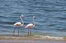 Sandwich Harbour Half Day Scenic Excursion 