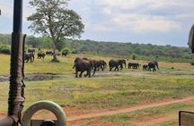 Safari Game Drive in Zambezi National Park