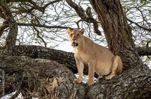4 days Tanzania Camping Safari
