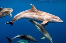 Private Dolphin Tour; Kuza Cave; Paje Beach; The Rock Restaurant; Jozani Forest