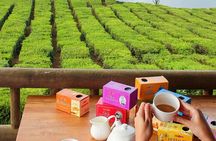 Guided Tea and Sugar Tour of Mauritius with Lunch
