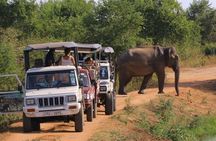 SriLanka Private 8Days Tour friendly Chauffeur+Vehicle with & without Hotel H/B 