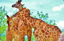 Day pass to Ponderosa Adventure Park 