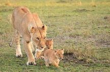 5 Days Wildlife Midrange Safari to Tarangire, Serengeti, Ngorongoro and Manyara