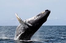 Small-Group Whale Watching in Baja Mexico