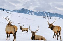 PRIVATE Grand Teton Wildlife Safari, Elk Refuge Sleigh Ride & Lunch