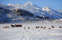 PRIVATE Grand Teton Wildlife Safari, Elk Refuge Sleigh Ride & Lunch
