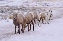 Wildlife Safari, Elk Refuge Sleigh Ride, Winter Camp Igloo Dinner