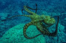 Private Big Island Snorkeling