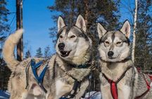 5KM Husky Sled Ride from Levi 