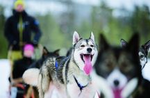 5KM Husky Sled Ride from Levi 
