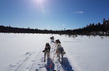 5KM Husky Sled Ride from Levi 