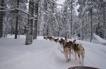5KM Husky Sled Ride from Levi 