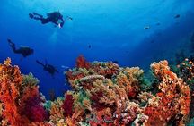 Snorkeling at Ras Mohamed in Sharm El Sheikh 