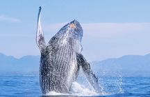 Whale Watching