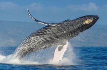 Whale Watching