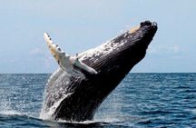Whale Watching