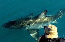 Shark Cage dive in Gansbaai see Bronze & Other, sometimes Great Whites