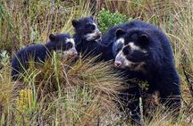 3 Day Private Tour: Birds and Mammals of the Andes