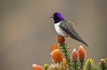 3 Day Private Tour: Birds and Mammals of the Andes