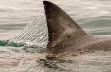 Shark Cage dive in Gansbaai see Bronze & Other, sometimes Great Whites