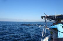Whale Watching Adventure