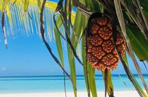Salaam Cave Tour; Jambiani Beach; Kuza Cave; Paje Beach; The Rock