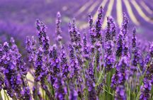 Provence Shared Half Day Lavender Tour from Aix en Provence