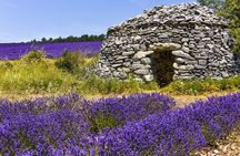 Provence Shared Half Day Lavender Tour from Aix en Provence