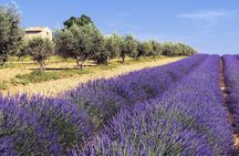 Provence Shared Half Day Lavender Tour from Aix en Provence