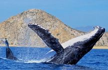 Boat Tour and Snorkel at Pelican Rock
