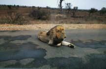  Kruger National Game Park three day PRIVATE Tour 