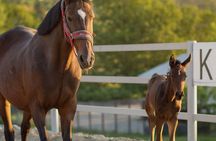 From Krakow: Horse Riding by the Lake Private Tour