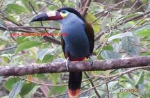 Ecuador Birds Tour & Mindo Cloud Forest - by Richard Hernandez