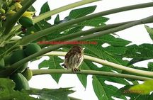 Ecuador Birds Tour & Mindo Cloud Forest - by Richard Hernandez