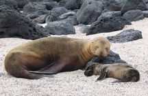 Day tour to San Cristobal Island with private Land Tour and snorkeling
