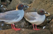 Day tour to San Cristobal Island with private Land Tour and snorkeling