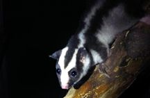 Family Night Walking Tour at Tropical Rainforest in Daintree